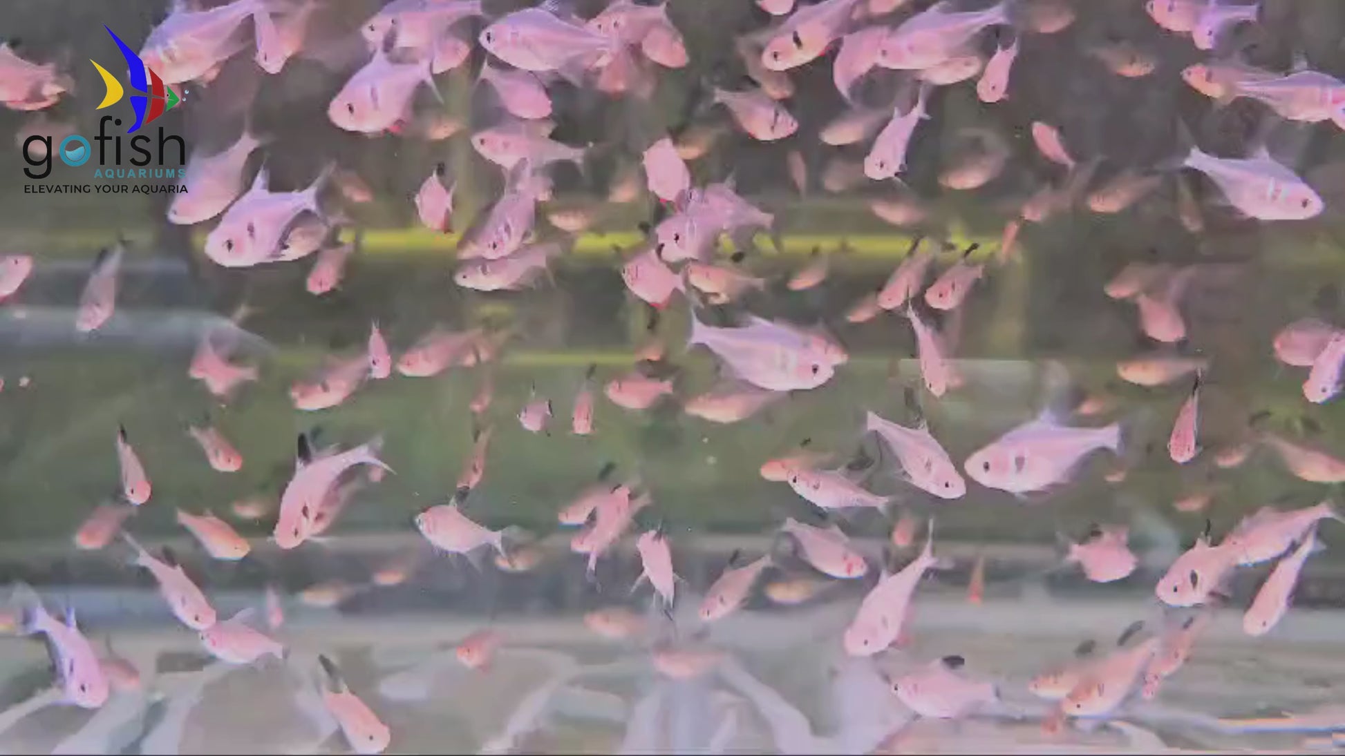 Vibrant Corydoras fish breeds.