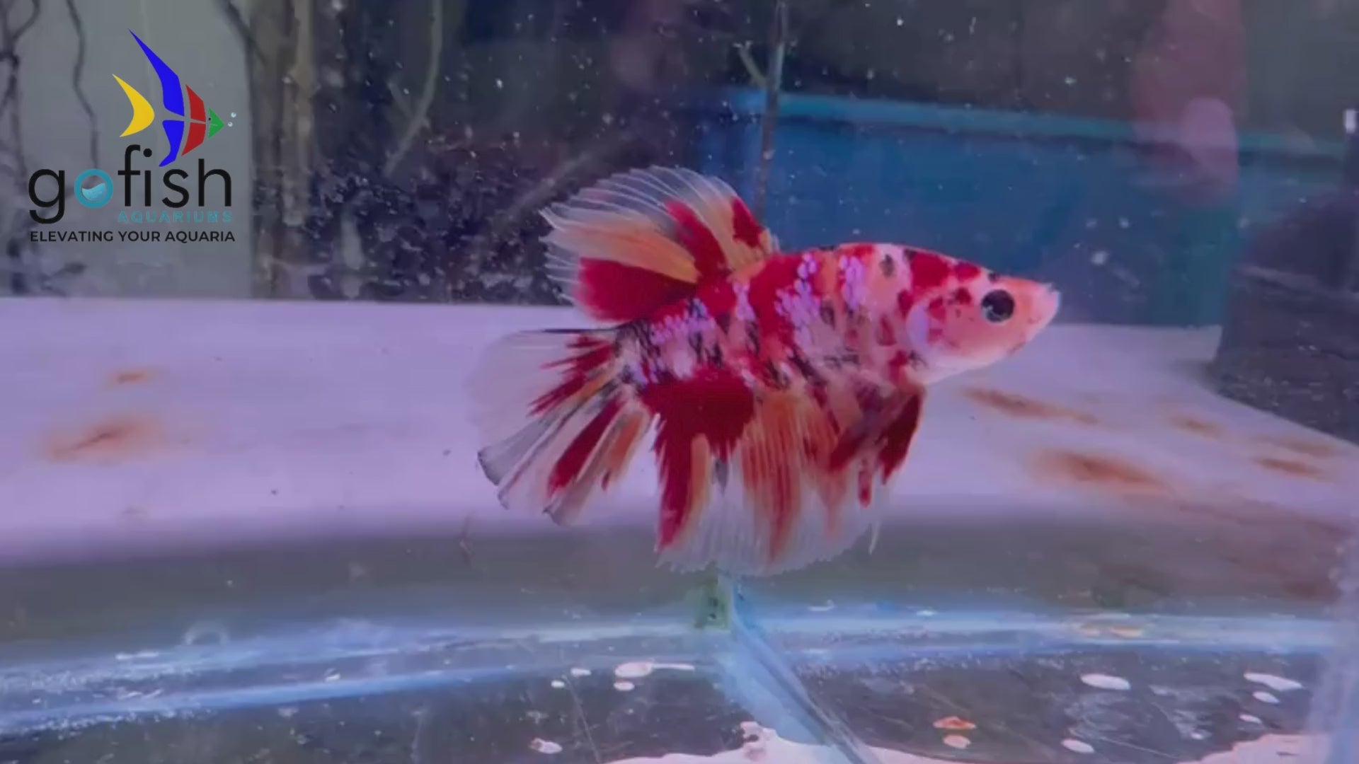 Enhance your tank with PK bettas.
