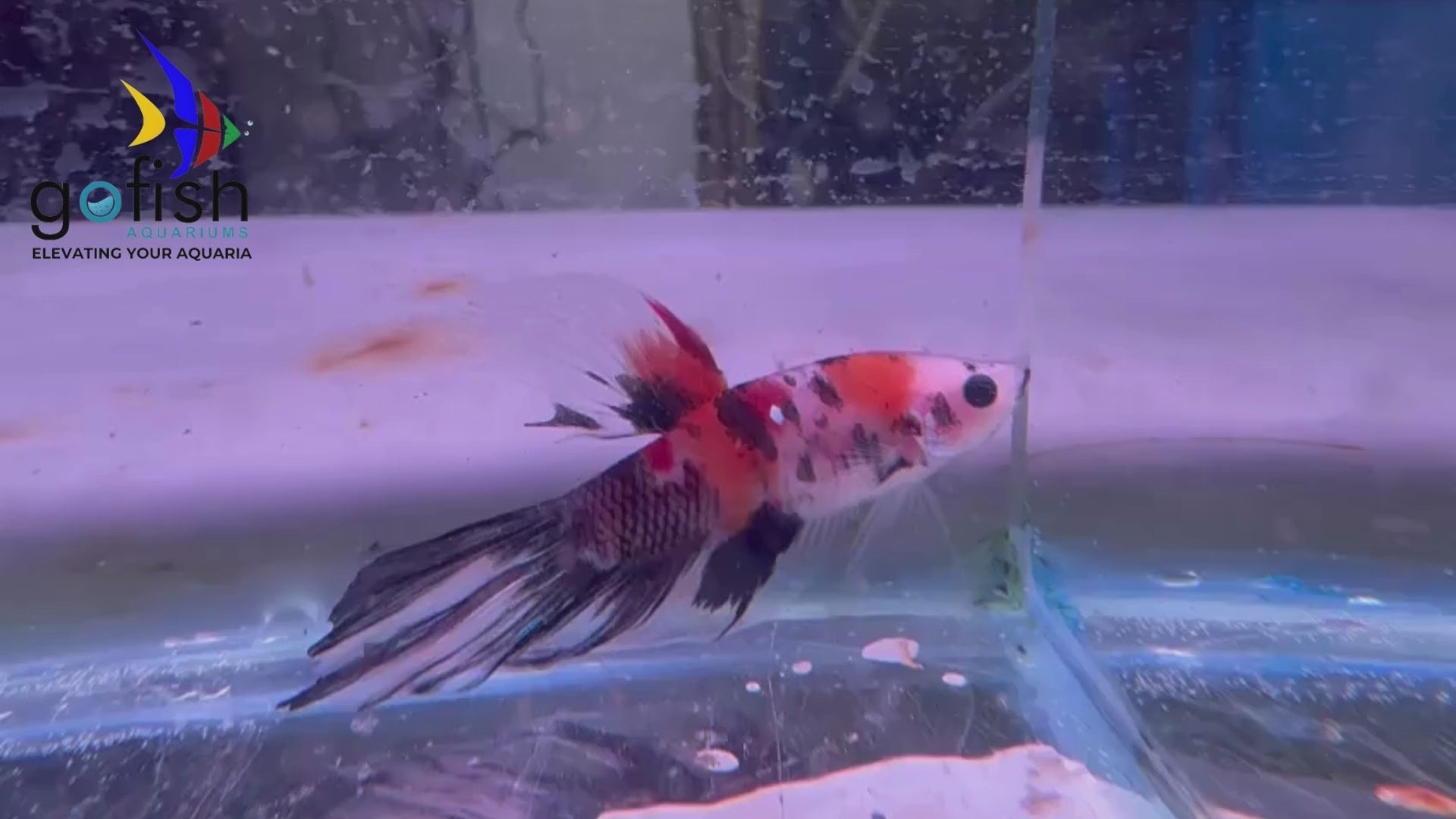 Halfmoon bettas: a beautiful aquatic addition.
