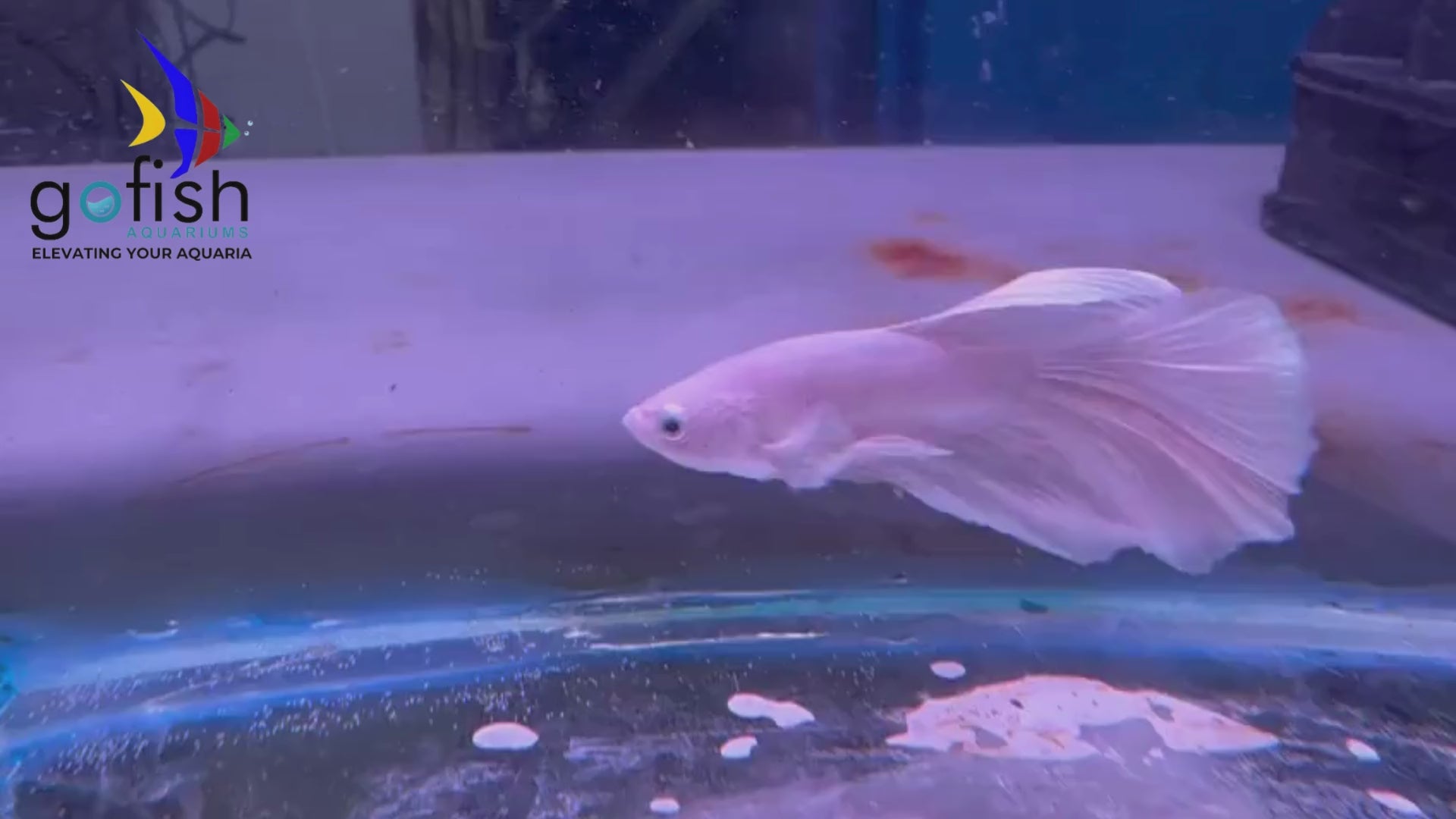 Halfmoon betta fish with vibrant colours.