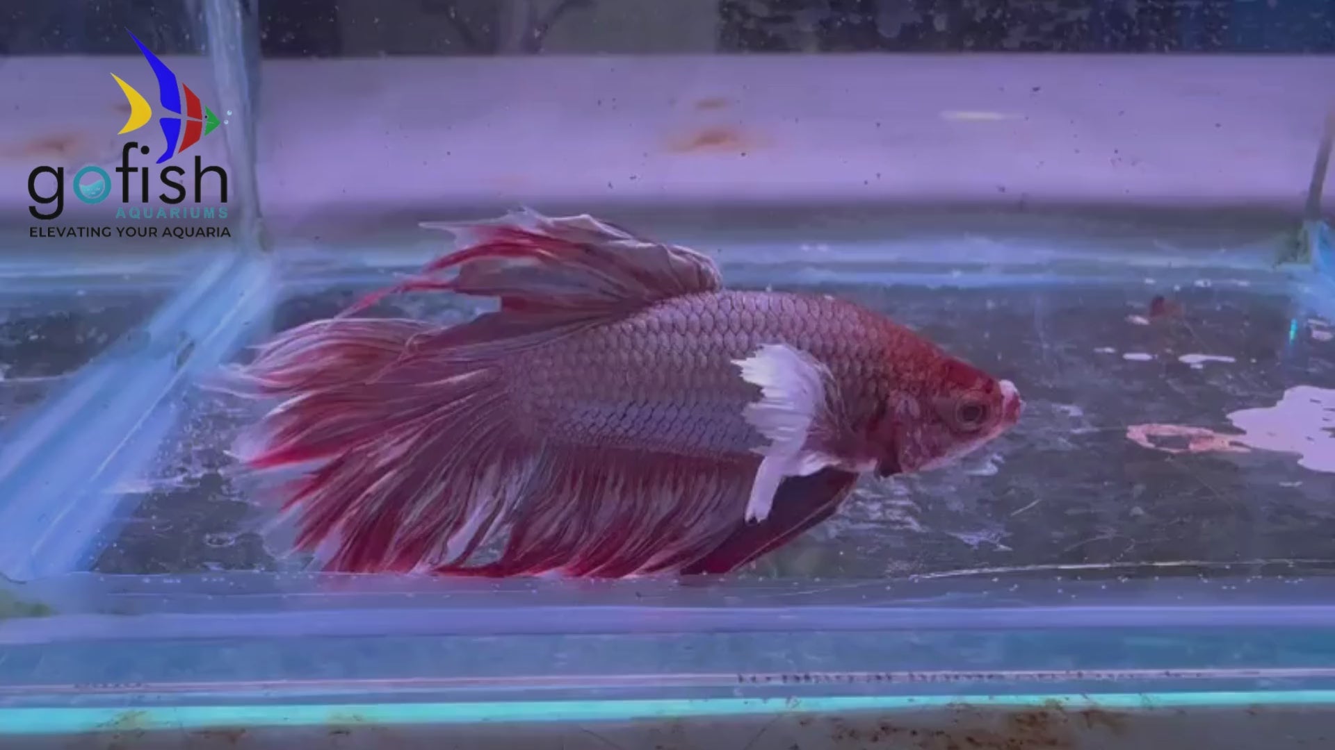Beautiful PK betta fish in Australia.