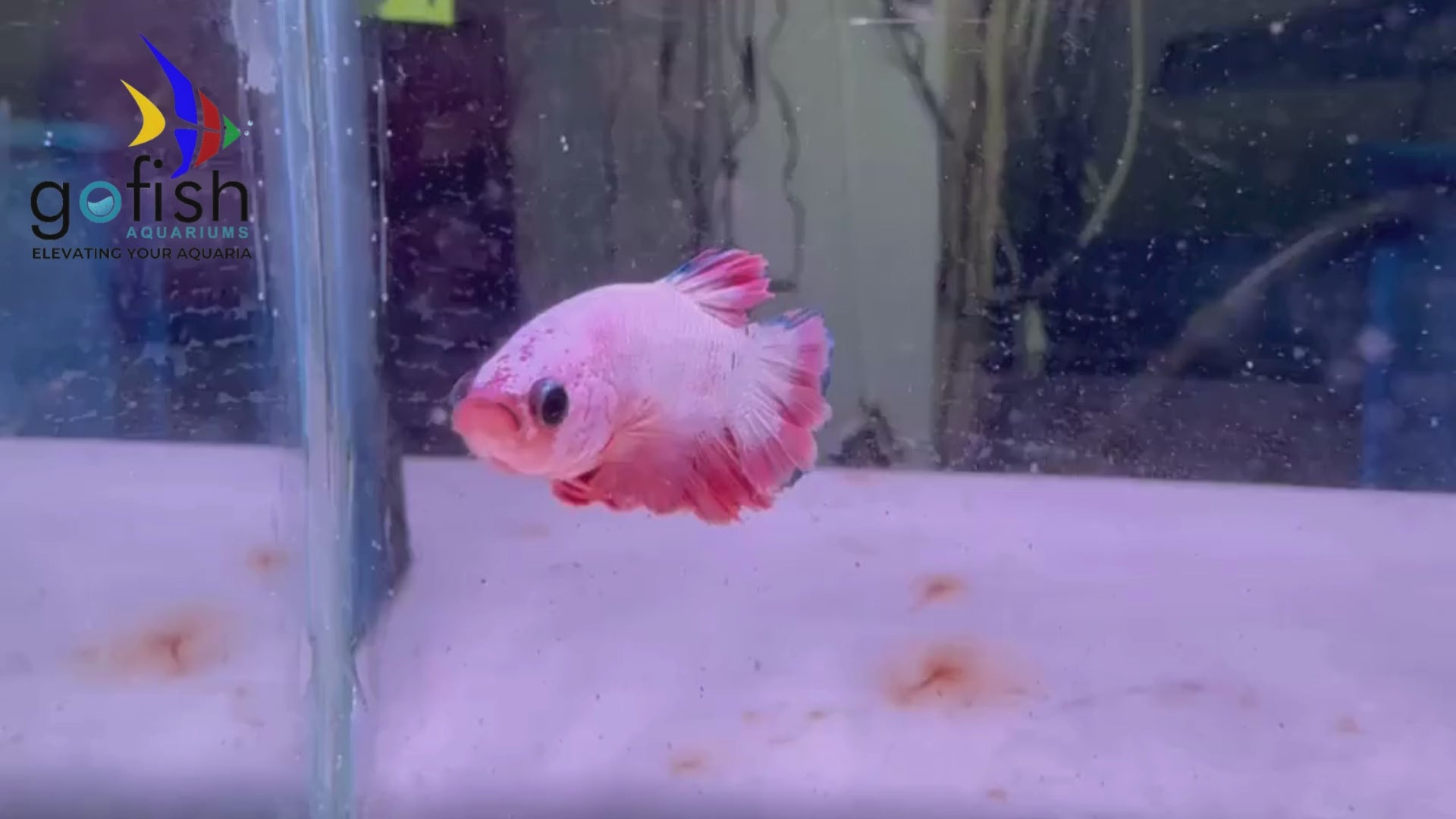 Shop PK betta fish online now.