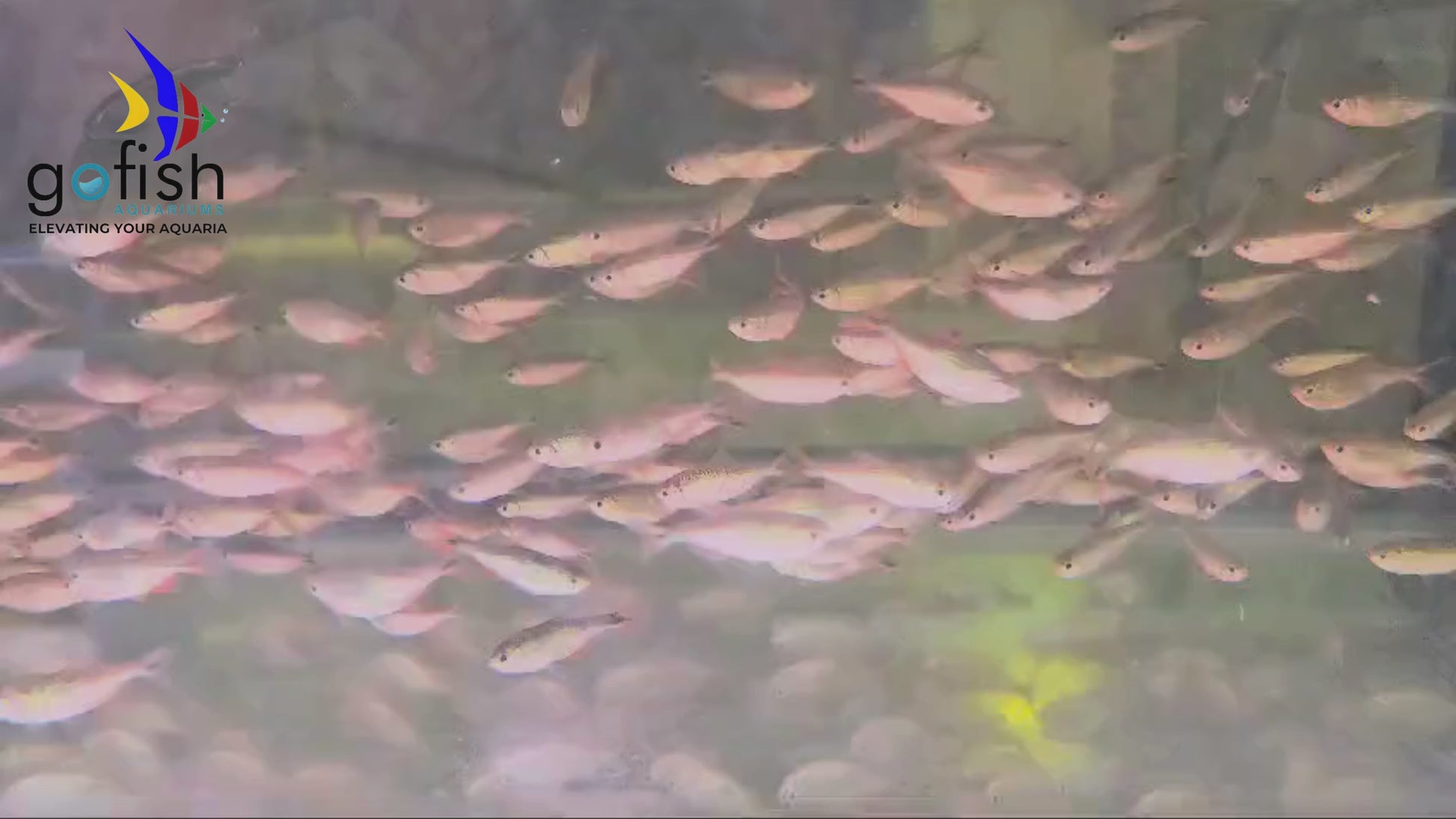 Discover stunning PK bettas online.