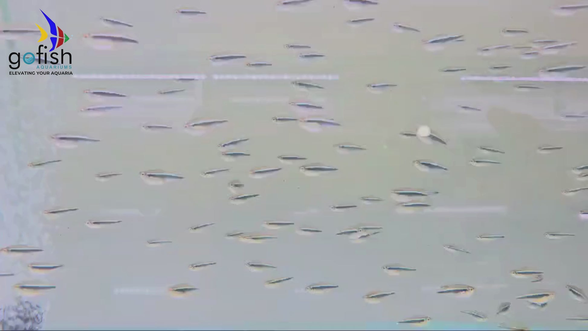 Find your Corydoras fish here.