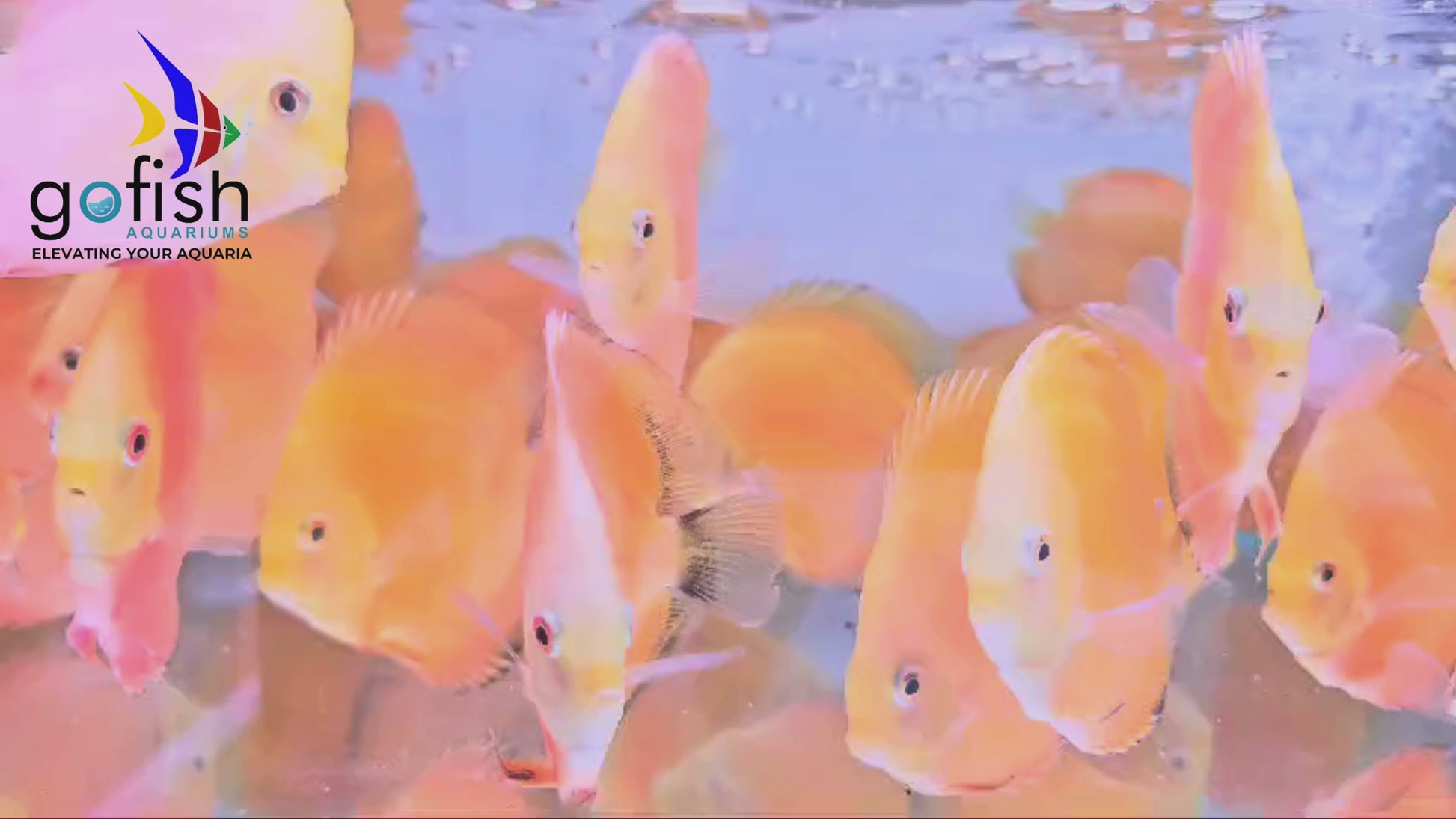 Stunning red melon discus, perfect for aquariums.