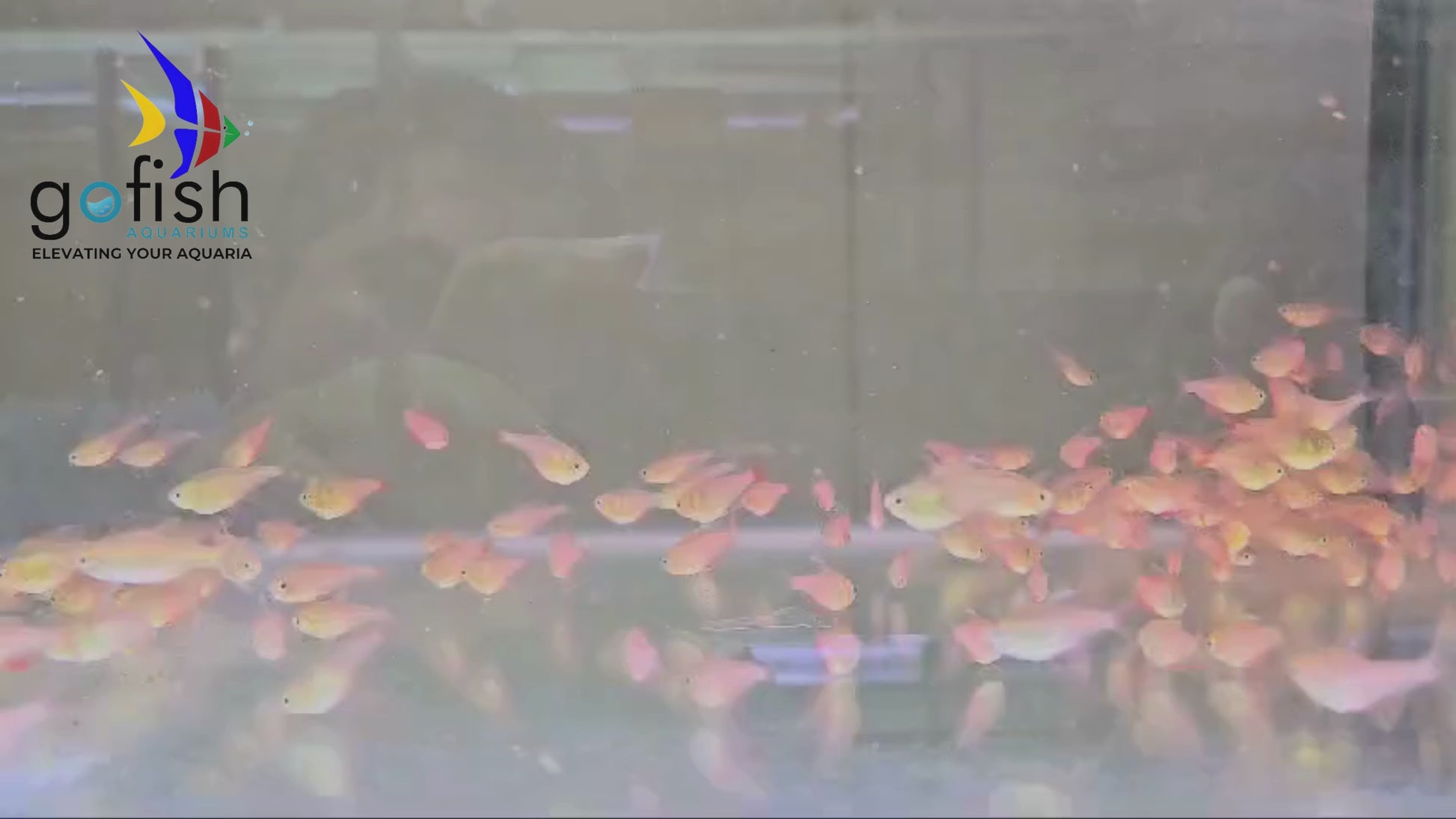 Fantail goldfish, a classic choice.