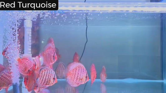 Buy Tiger Turquoise Discus, enjoy vibrant colours.