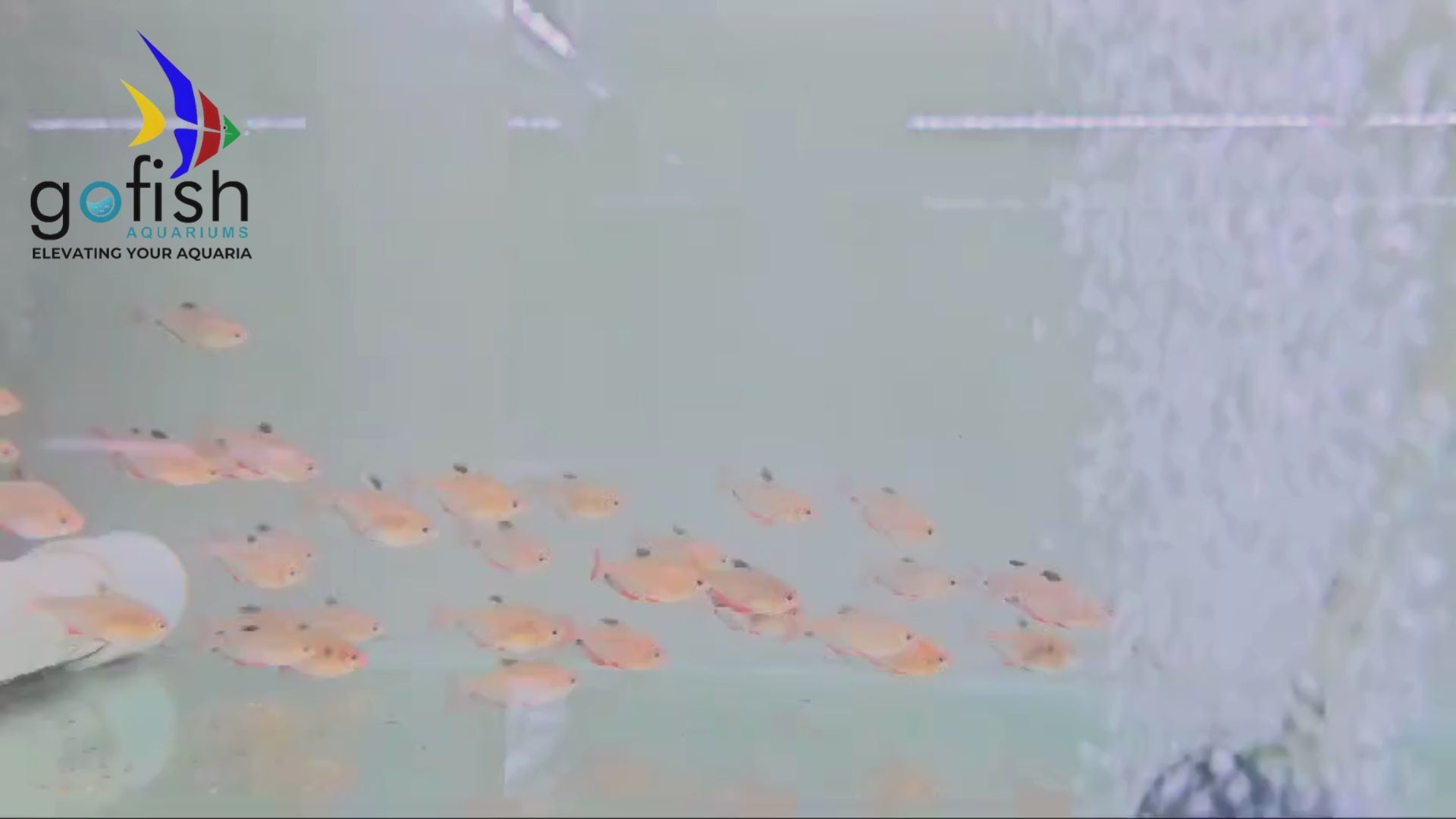 Affordable tetra fish, perfect for aquariums.