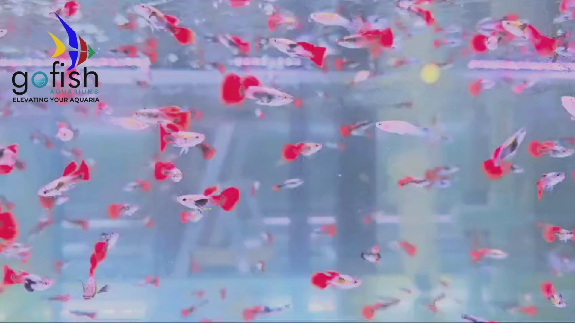 Guppy Fish: collector’s dream fish.