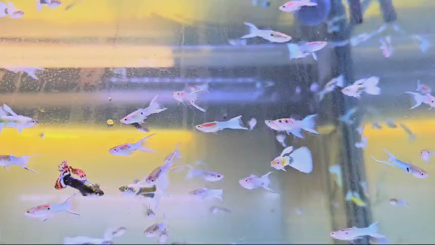Guppy Fish: a splash of elegance.