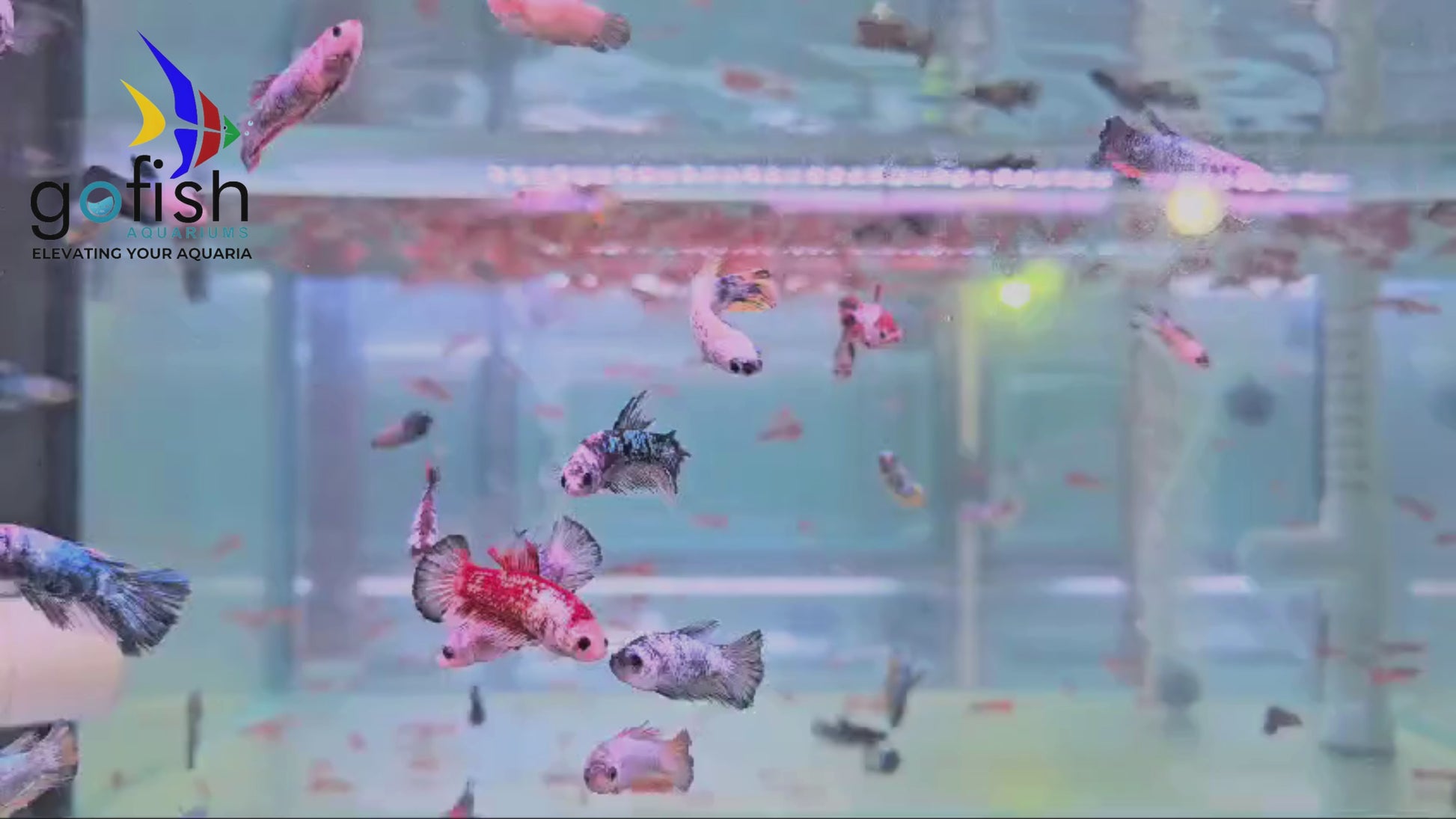 Discover unique PK betta fish today.