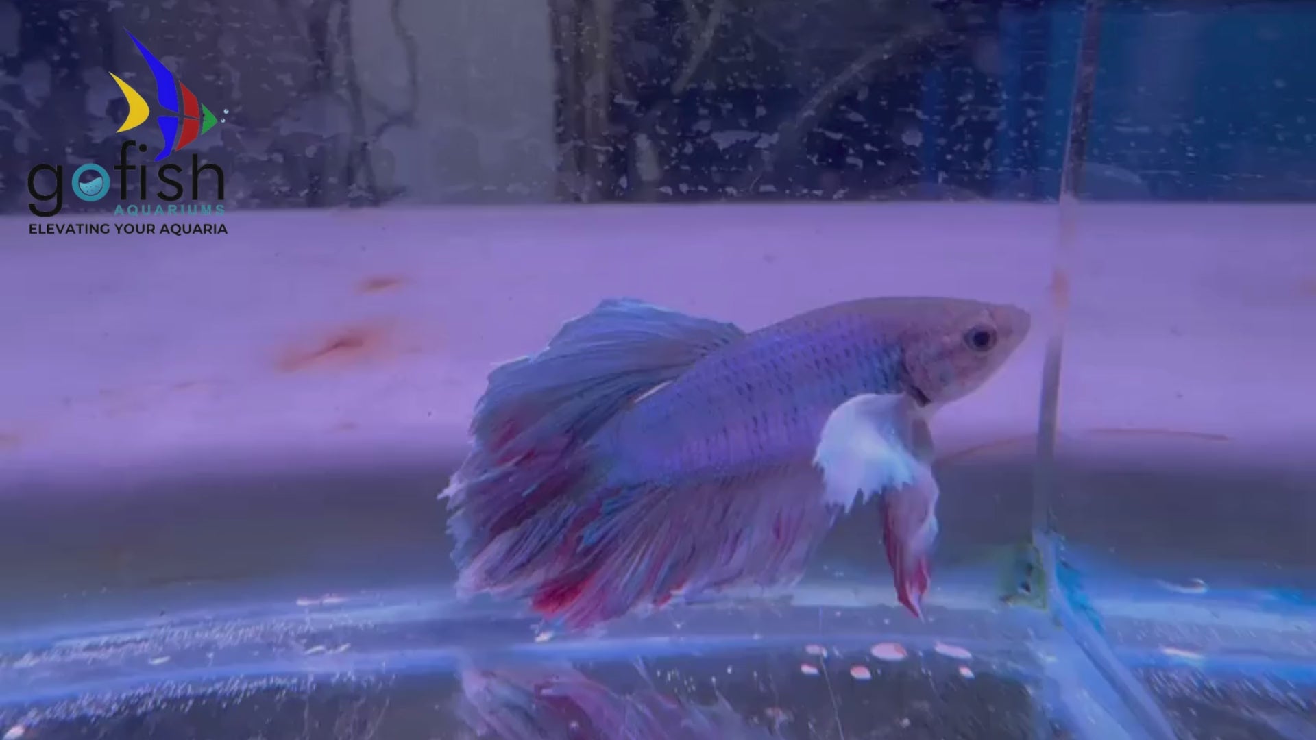 Purchase PK betta fish with ease.