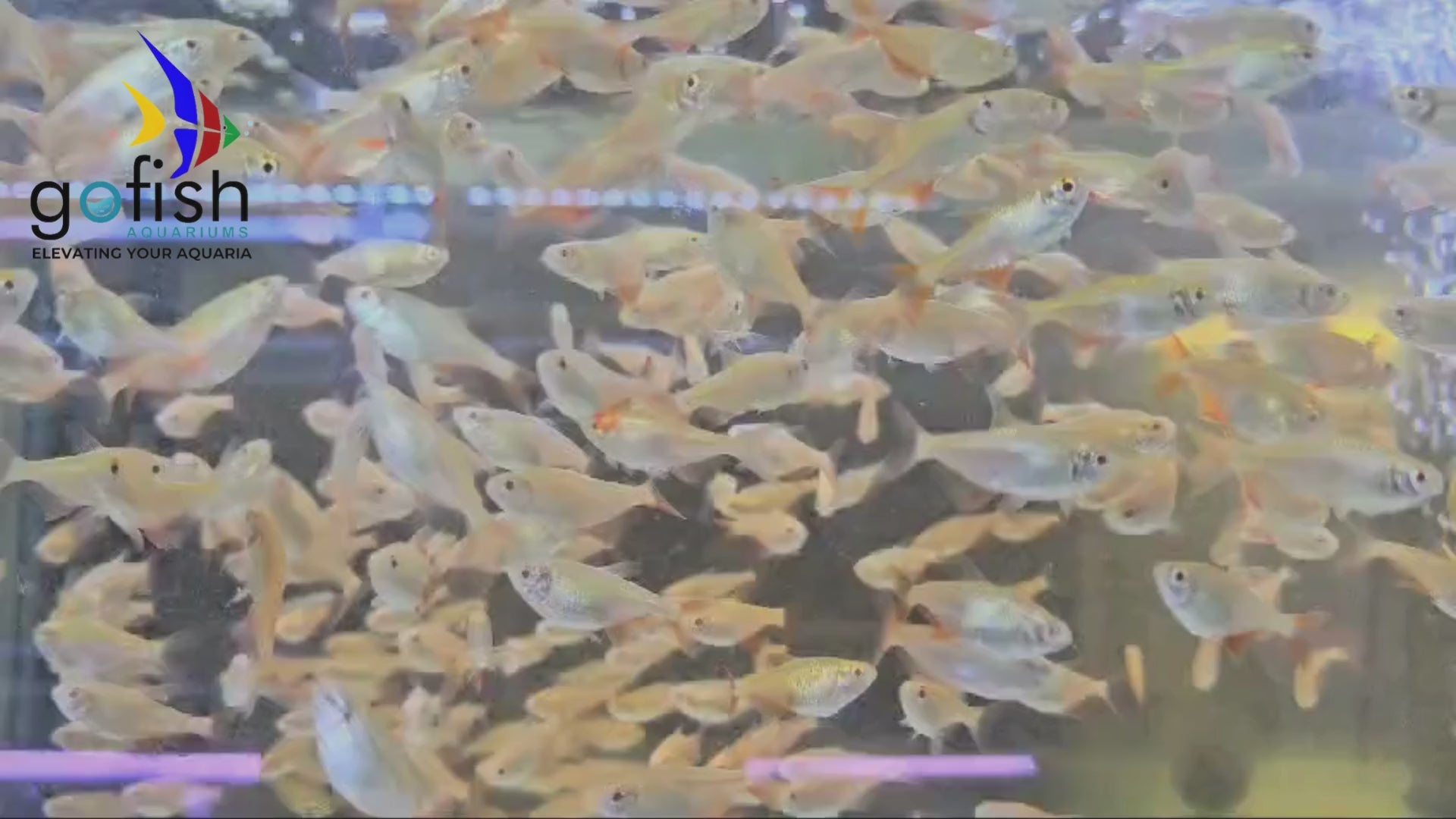 Tetra fish, available in various species.