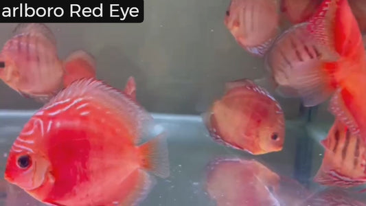 Tiger Turquoise Discus: perfect for display tanks.