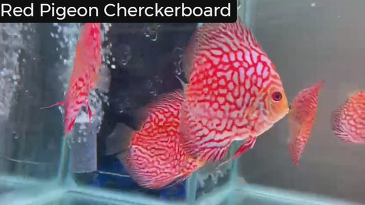 Pigeon Checkerboard Discus: ideal for freshwater tanks.