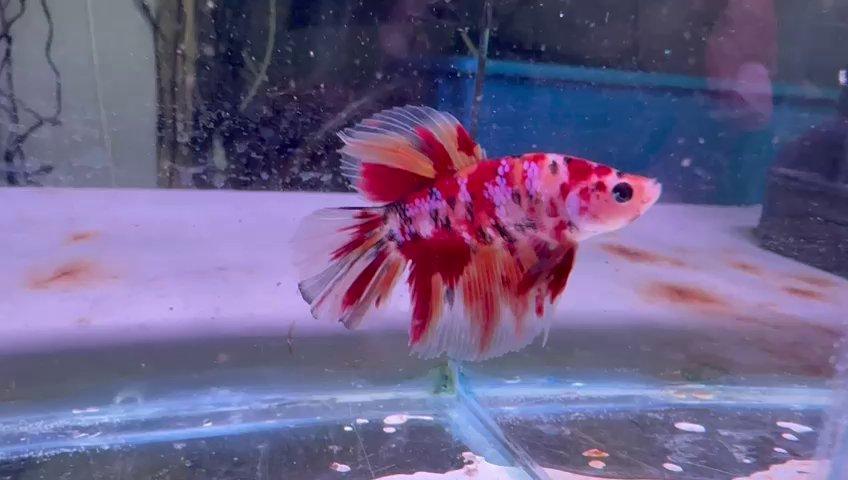 Top-quality freshwater fish for aquariums.