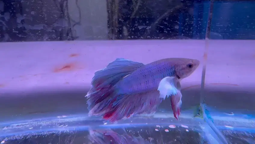 Discover top fish aquarium stores near you.