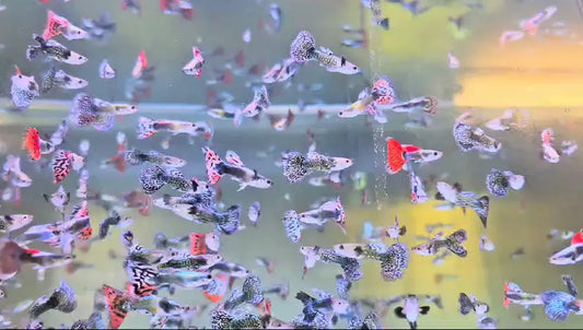 Shop Go Fish for live fish.