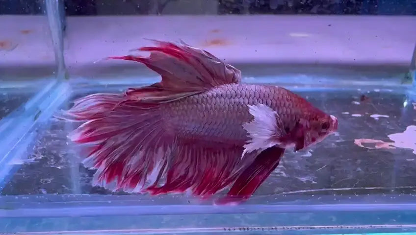 Shop Live Aquarium Fish for aquariums.