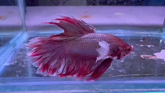 Shop Live Aquarium Fish for aquariums.