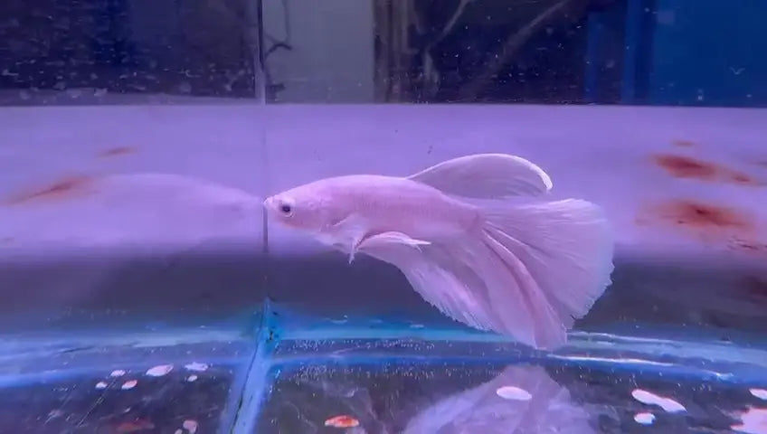 Go Fish, where fish lovers shop.