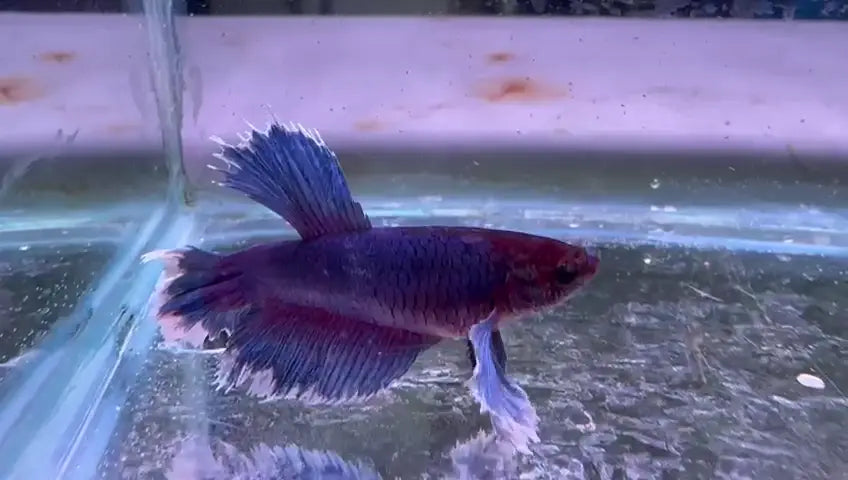 Go Fish provides expert fish advice.