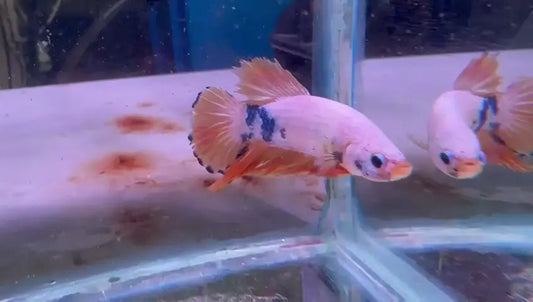 Go Fish: Aquarium enthusiasts’ choice.