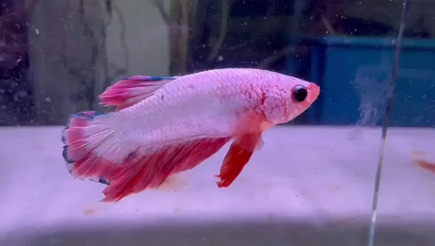 Unique fish species at Go Fish.