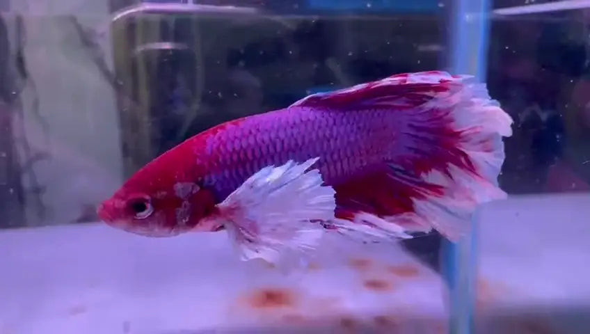 Stunning Pans Shi Oranda for sale.