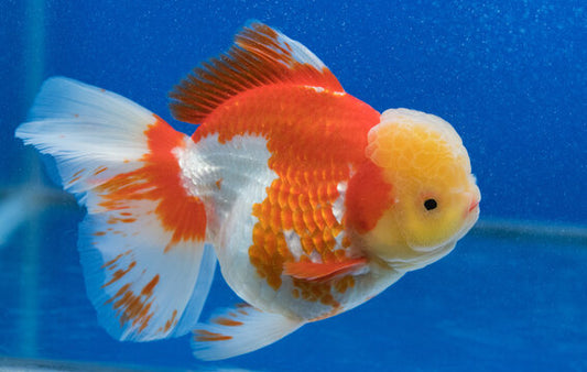Buy Neon Tetra, add sparkle to aquariums.