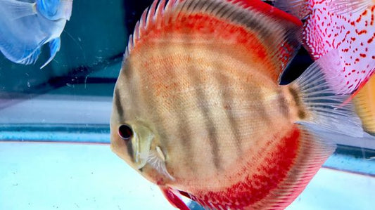 Red cap oranda bring colour to aquariums.