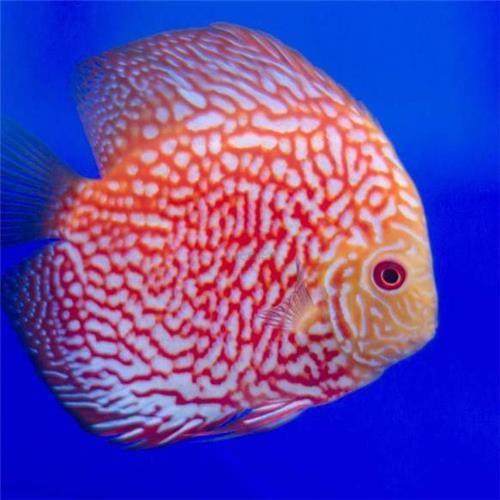 Red cap oranda are popular among aquarists.