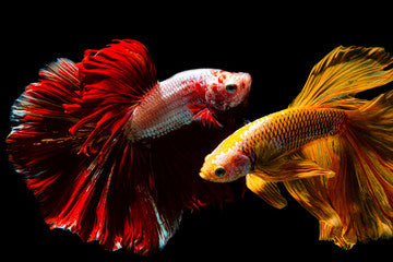 Our Fighting Fish | Go Fish Aquariums 