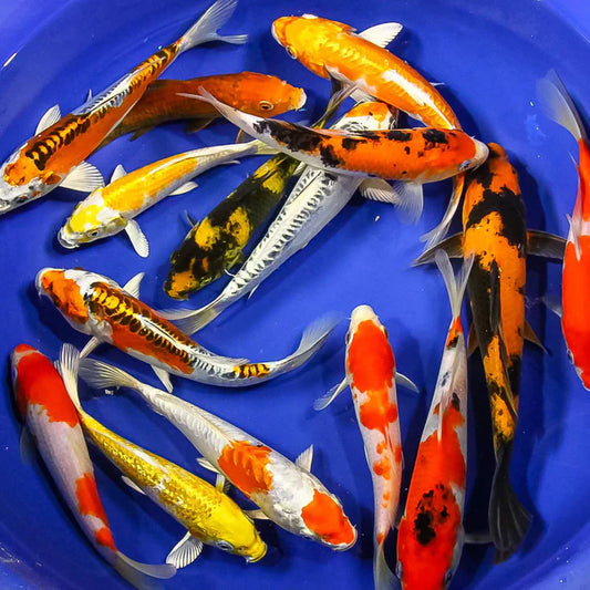 Japanese Koi Are Symbol of Good Fortune
