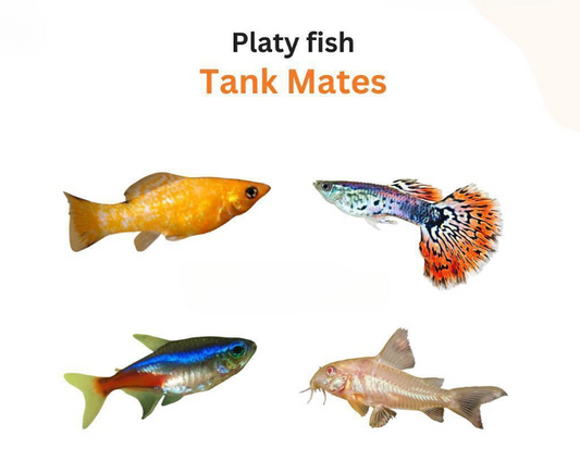 Best Tankmates for Your Platy Fish
