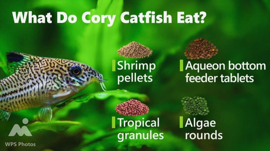 Corydoras Fish Food