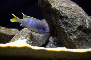 Cichlid Digging Behaviour 