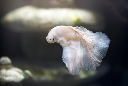 Spot early signs of disease in freshwater fish