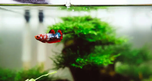 How to Test and Maintain Perfect Aquarium Water Quality: A Comprehensive Guide