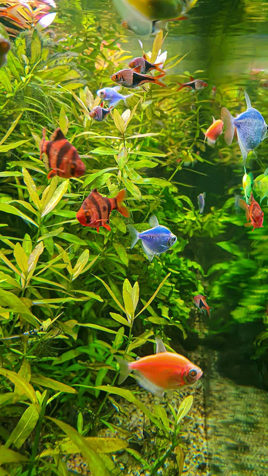 Does Australia have tropical fish wholesalers?