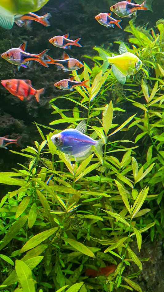 Did you know live aquarium fish sleep with their eyes open?
