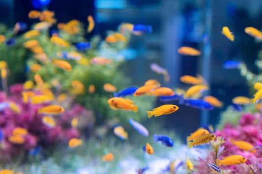 Did you know colourful fish can boost your mood instantly?