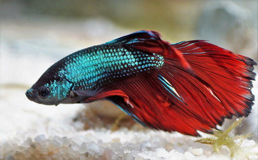 Betta Fish Fin Rot