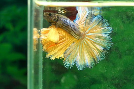 PK Bettas can recognise you