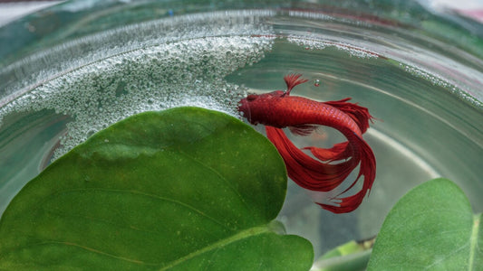 Betta Bubble Nests 