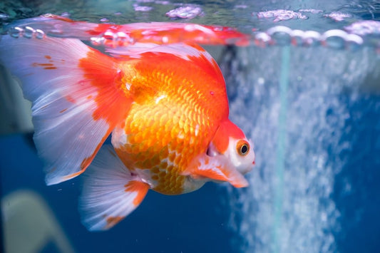 Did you know Goldfish can live longer than your pet dog?