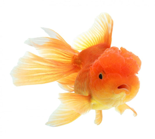  Oranda Goldfish Big Heads