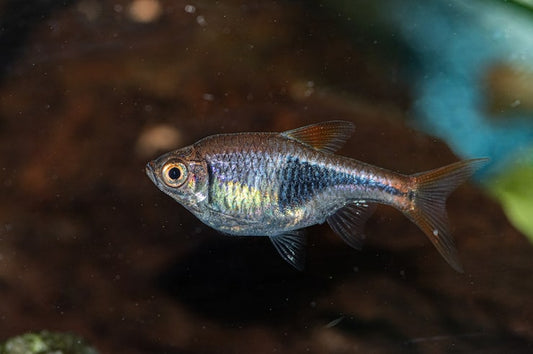 Did you know Barbs can swim over 12 hours a day without slowing down?