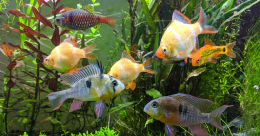 What should fish stockists know before ordering from Go Fish Aquariums?