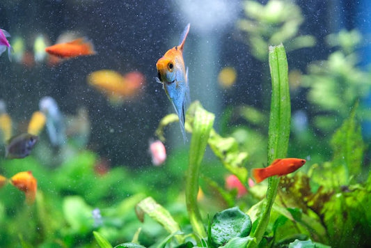 10 Lucky Fish That Bring Wealth, Harmony, and Good Fortune to Your Home